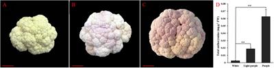 Study on the changes of miRNAs and their target genes in regulating anthocyanin synthesis during purple discoloration of cauliflower curd under low temperature stress